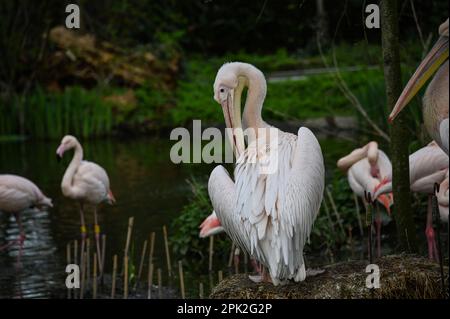 London Zoo, London, UK. 5th Apr, 2023. Pelecanus and flamingos at ZLS London Zoo. Credit: See Li/Picture Capital/Alamy Live News Stock Photo