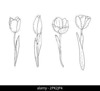 Hand-drawn vector set of outline tulips with shading  Stock Vector