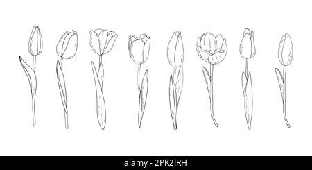 Hand-drawn vector set of outline tulips with shading  Stock Vector