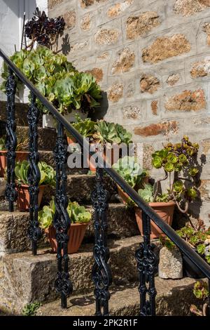 Sunlit outdoor display of Aeonium succulent plants growing in pots and planters on stone steps with metal railings, Cornwall, UK Stock Photo