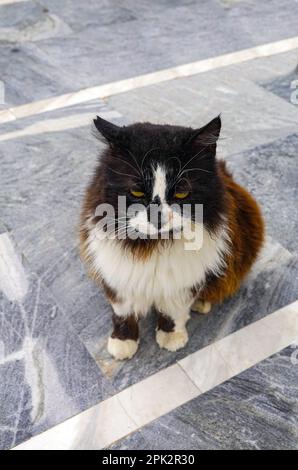 Black and white Sterilised Feral cat on Kalymnos, Greek island, Dodecanese Islands, Greece Stock Photo