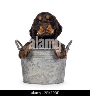 Cute choc and tan English Coclerspaniel dog puppy, sitting in metal bucket facing front with front paw on the edge. Looking towards camera, isolated o Stock Photo