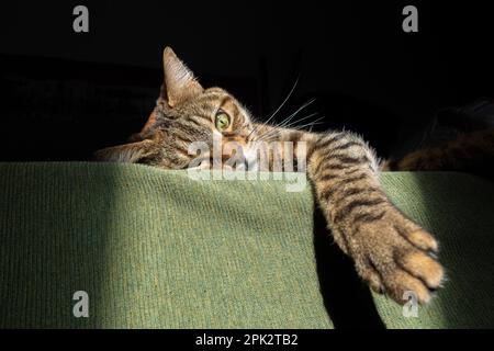 Close-up of a domestic cat resting on a sofa indoors. Lazy tabby cat. Cute cat lying in the sun warming up in the sun Stock Photo