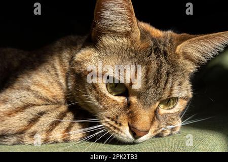 Close up of a domestic cat resting in the sun indoors. Lazy tabby cat. Cute cat lying in the sun. Detail of a cat's face and whiskers. Muzzle of a cat Stock Photo