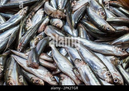 Many Raw Small Sprat Fishes Background. Top View. Bulk of Fresh Sprats on a Market Stall. Stock Photo