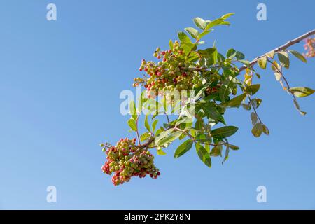 Brazilian brazilian peppertree (Schinus terebinthifolia), fruit stand, Morocco, Africa Stock Photo