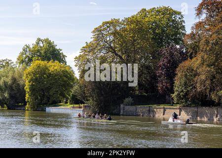 Rowers on the River Thames, Wallingford, Oxfordshire, UK Stock Photo