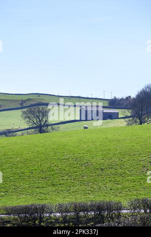 Southern Lake District, UK. Near Kendal - farm buildings, dry stone walls and fields for grazing sheep, early April Stock Photo