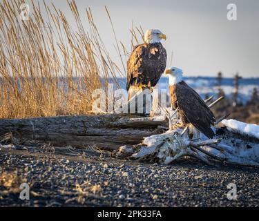 Two eagles sitting on driftwood on beach in afternoon sunlight on beach in profile Stock Photo