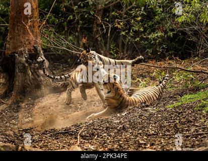 STUNNING IMAGES show two juvenile sister tigers battling it out. Stock Photo