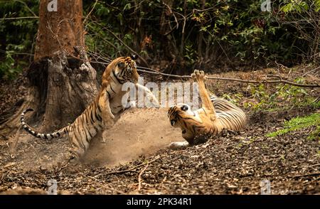 STUNNING IMAGES show two juvenile sister tigers battling it out. Stock Photo