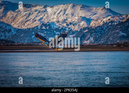 Eagle in flight over blue ocean bay with beach and snow covered mountains in background.  Sunlight on eagle.  beautiful Stock Photo