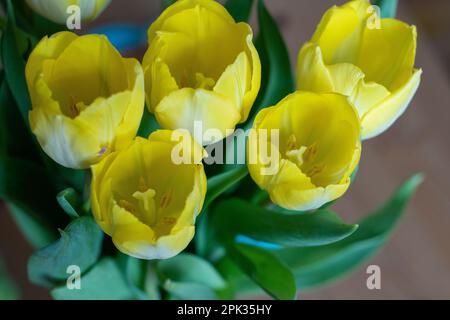 Bouquet of yellow tulips in a vase cut from the spring garden Stock Photo