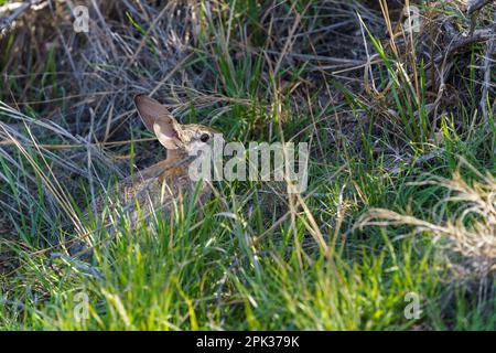 Desert Cottontail rabbit sitting still in a patch of green grass Stock Photo