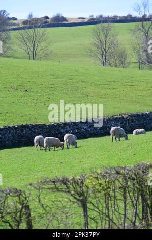 Southern Lake District, UK. Near Kendal - hedges, dry stone walls and fields for grazing sheep (taken from Windermere Road - A5284) early April Stock Photo