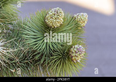 Flowering blooms of a Joshua Tree (Yucca brevifolia) Stock Photo