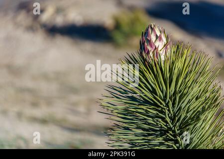 Flower Bud Bloom of a Joshua Tree (Yucca brevifolia) at Joshua Tree National Park in California, USA Stock Photo