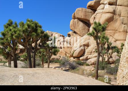 Hidden Valley Nature Trail with Joshua Trees (Yucca brevifolia) and large boulder rocks in Joshua Tree National Park, California. Stock Photo
