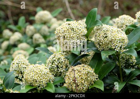 Skimmia Japonica 'Fragrans'  in flower. Stock Photo