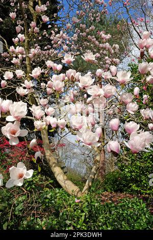 Magnolia 'Milky Way' in flower. Stock Photo