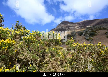 Grasmoor Fell, on the east side of Crummock water, Lake District, Cumbria, UK. seen from the B5289. Gorse bushes (Ulex europaeus) early April Stock Photo