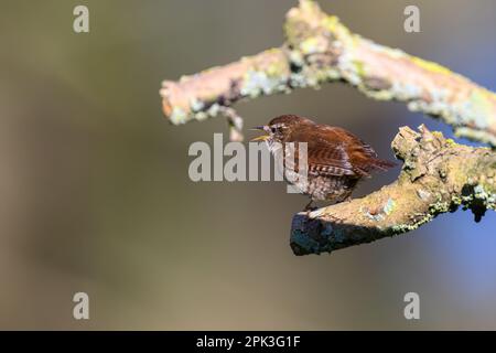 Wren, Troglodytes troglodytes, perched on a lichen covered branch.  Singing, Looking left Stock Photo