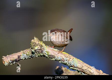 Wren, Troglodytes troglodytes, perched on a lichen covered branch. Looking left Stock Photo