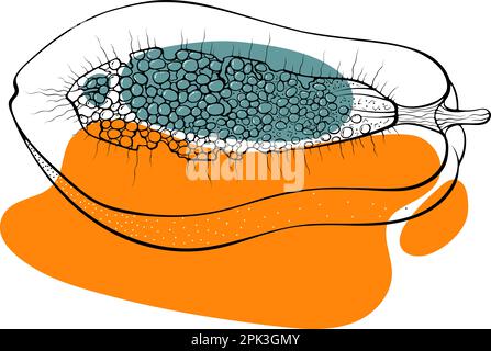 Half papaya outline abstract spots Stock Vector