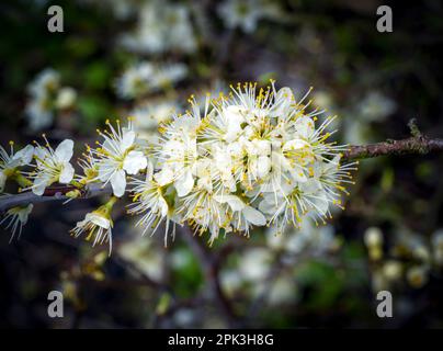 Blossom of Blackthorn, (Prunus spinosa) also known as Sloe Stock Photo