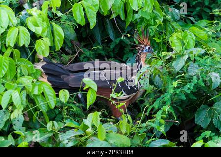 Hoatzin is standing on tree branch near Sandoval Lake Puerto Maldonado Amazon. Hoatzin has orange mohawk, blue facial skin, and stubby bill. Stock Photo