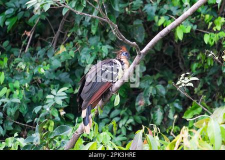 Hoatzin is standing on tree branch near Sandoval Lake Puerto Maldonado Amazon. Hoatzin has orange mohawk, blue facial skin, and stubby bill. Stock Photo