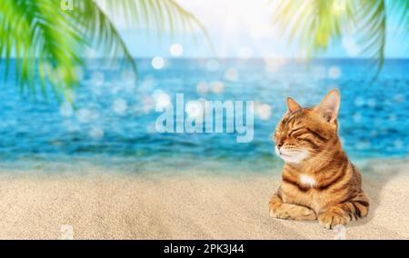 Cute bengal cat on a white background with closed eyes. Sleeping cat isolated. Cute pet. Stock Photo