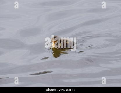 London, England, UK. 5th Apr, 2023. A newborn mallard duckling goes for a swim in the lake at St James's Park. (Credit Image: © Vuk Valcic/ZUMA Press Wire) EDITORIAL USAGE ONLY! Not for Commercial USAGE! Stock Photo