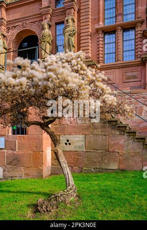 Heidelberg Castle, Heidelberg, Baden-Württemberg, Germany, Europe, the Ottheinrich Building located in the east of the castle. Stock Photo