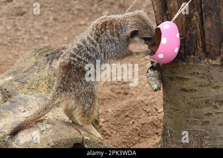 London, UK. 05th Apr, 2023. Meerkats with Easter egg treats filled with crickets at ZSL London Zoo in London. (Photo by James Warren/SOPA Images/Sipa USA) Credit: Sipa USA/Ģ����ý Live News Stock Photo