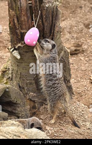 London, UK. 05th Apr, 2023. Meerkats with Easter egg treats filled with crickets at ZSL London Zoo in London. (Photo by James Warren/SOPA Images/Sipa USA) Credit: Sipa USA/Ģ����ý Live News Stock Photo