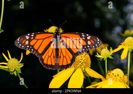 Viceroy butterfly  Meadowlands NJ Stock Photo