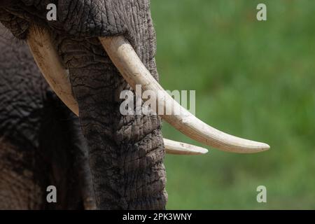 African Elephants in Kenya Stock Photo