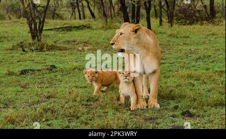 African Lions Kenya East Africa Stock Photo