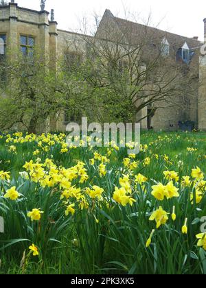 Swathes of daffodils bring spring colour to the gardens at Anglesey Abbey, a National Trust property in Cambridgeshire; April 2023. Stock Photo