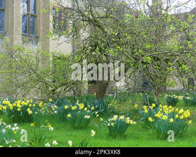 Swathes of daffodils bring spring colour to the gardens at Anglesey Abbey, a National Trust property in Cambridgeshire; April 2023. Stock Photo