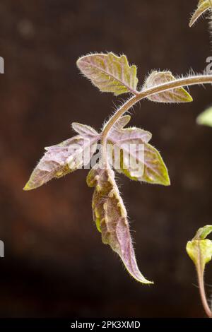 Tomato plant with edema (oedema) blisters on its leaves. Stock Photo