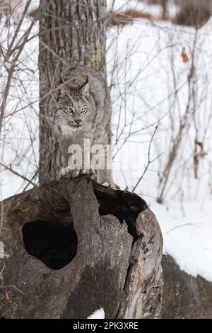 Canadian Lynx (Lynx canadensis) Standing Atop Log Blends In to Tree Behind Winter - captive animal Stock Photo