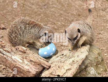 London, UK. 5th Apr, 2023. Meerkats with Easter egg treats filled with crickets at ZSL London Zoo in London. (Credit Image: © James Warren/SOPA Images via ZUMA Press Wire) EDITORIAL USAGE ONLY! Not for Commercial USAGE! Stock Photo