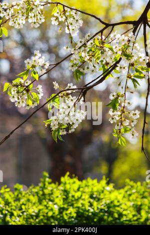 decorative apple blossom in the park. nature background with white flowers Stock Photo