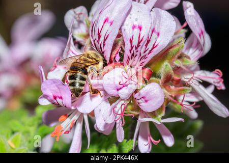 Honey Bee (Apis) feeding on (Pelargonium graveolens) Rose scented geranium Wild flowers during spring, Cape Town, South Africa Stock Photo