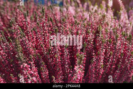 Sun shines to small reddish erica decorative flowers displayed at street market, closeup shallow depth of field detail, only few plants in focus Stock Photo