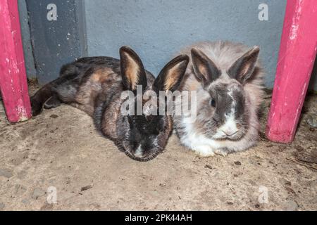 Two Cute domestic pet rabbits, Cape Town, South Africa Stock Photo