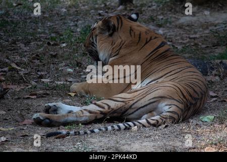 Tiger at Bannerghatta national park Bangalore standing in the zoo. forest Wildlife sanctuaries in Karnataka India Stock Photo