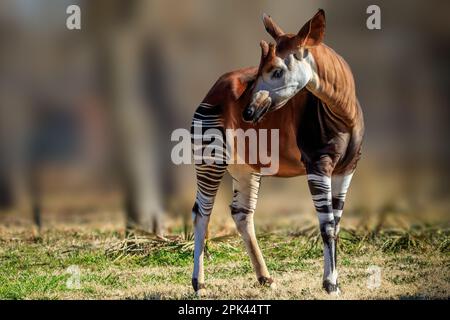 A male Okapi (Okapia johnstoni) in a zoo Stock Photo